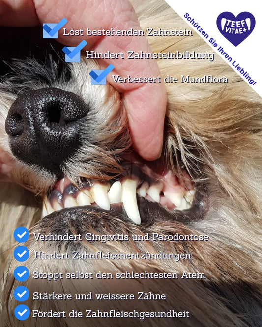 TEEF VitaePlus Zahnpflege Ergänzung für Hunde und Katzen bei Futter24