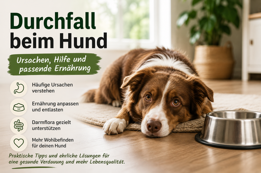Durchfall beim Hund: Ursachen, Hilfe und passende Ernährung