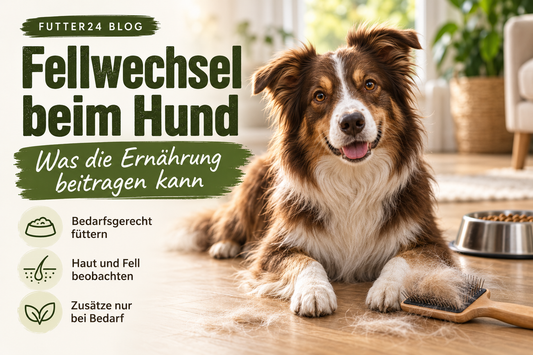 Fellwechsel beim Hund: Braun-weisser Hund mit Fellbürste, ausgekämmten Haaren und Futternapf.