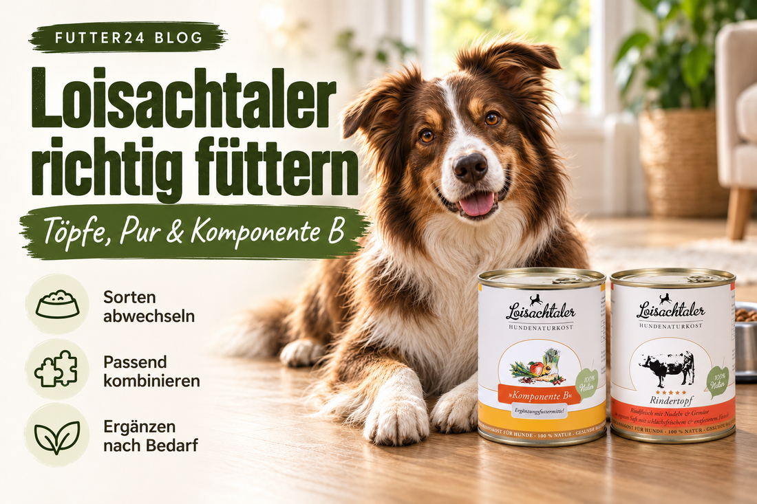 Loisachtaler richtig füttern: Futter24-Titelgrafik mit Hund, Rindertopf und Komponente B in Naturtönen.