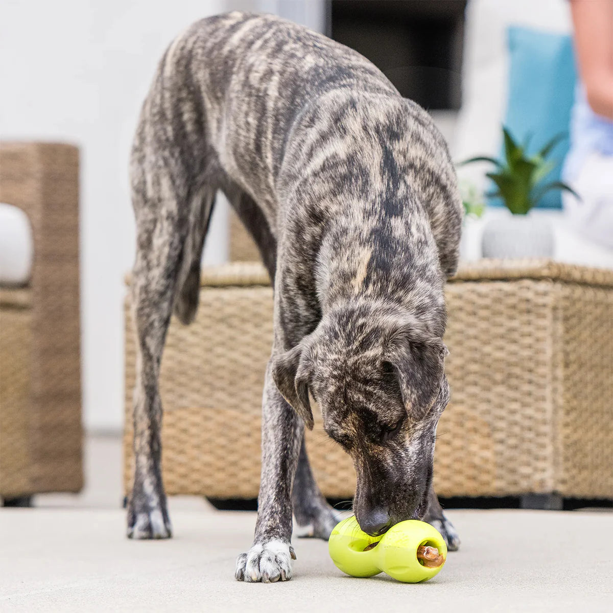 West Paw Qwizl Hundespielzeug Small 14.5 cm Blau bei Futter24